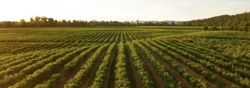 Ayudas para la transformación del sector agropecuario